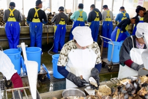 「桃浦かき」今季の生食用カキ出荷を始める